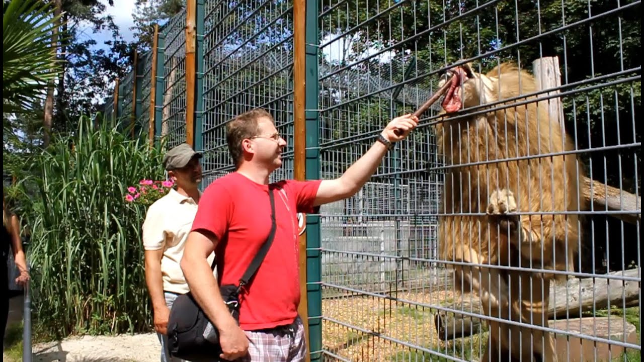 Raubkatzenfütterung Filmtierpark Eschede
