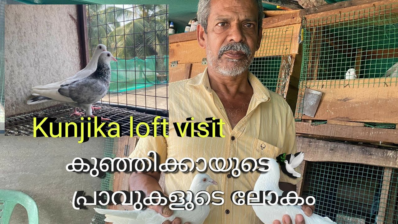 55 കൊല്ലമായി പ്രവുകളെ പറത്തുന്ന കുഞ്ഞിക്കയുടെ ഒരു കിടിലൻ loft കണ്ടാലോ?/loft visit കുഞ്ഞിക്ക