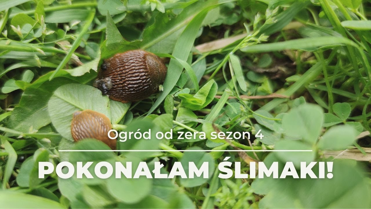 Ślimaki w ogrodzie - 4 sposoby, które zadziałały! [Ogród od zera s04]