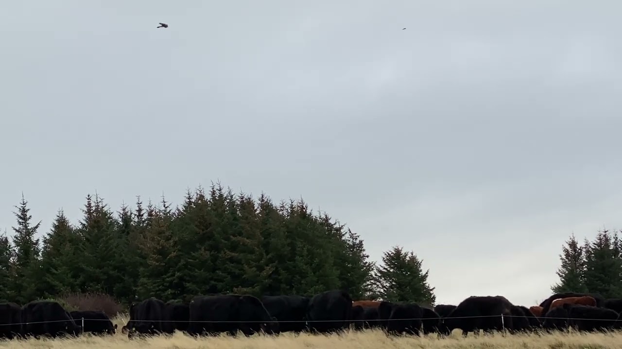Kevin the Kestrel Dec 2022