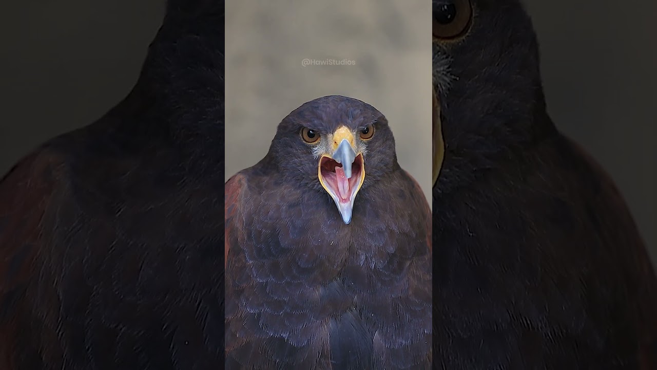 Harris Hawk Screaming #hawk #carnivore #bird #nature #wildlife #scream #harris #danger #sit HA30562