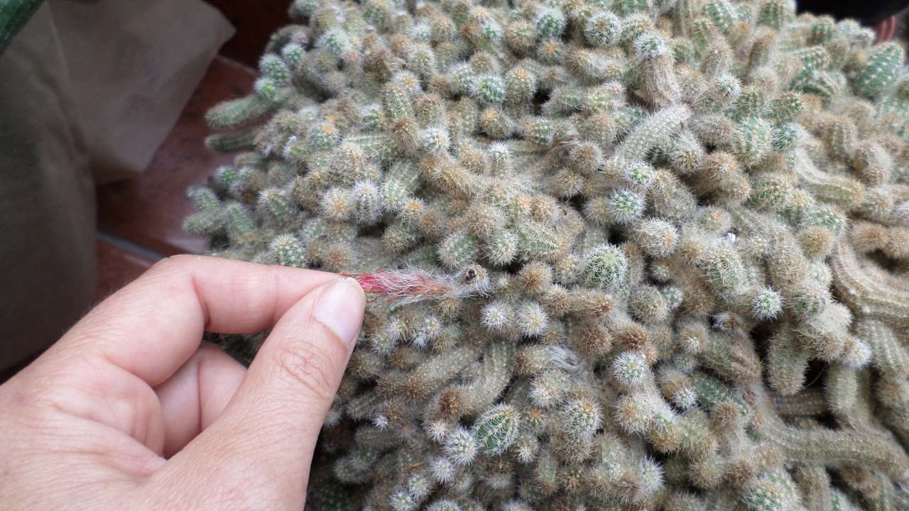 Harvesting Cactus seeds - Chamaecereus silvestrii - The Peanut Cactus