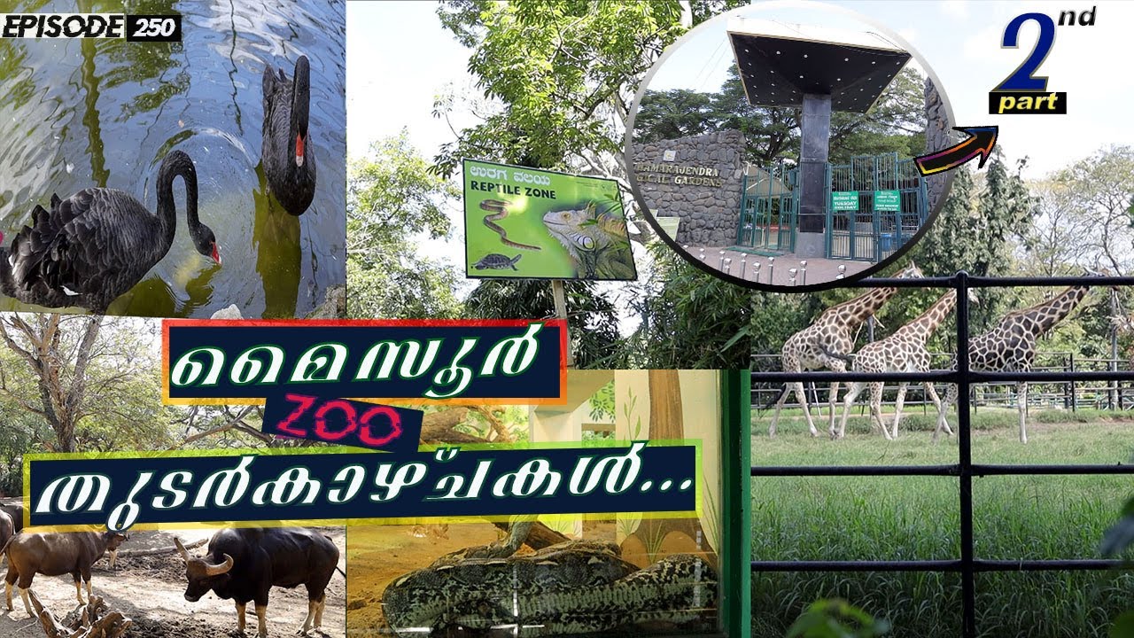 Mysure zoo | ep 250 | Chamaraja zoological gardens | indian zoos | karnataka | malayalam |