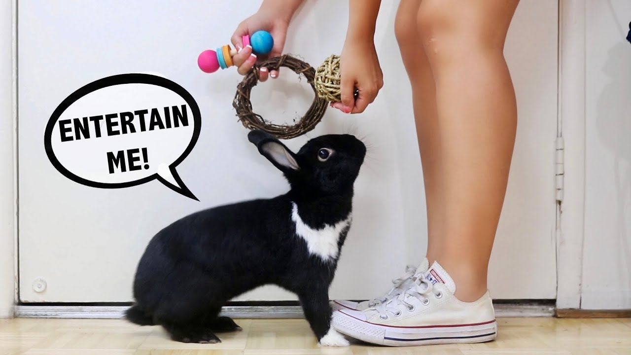 5 Ways to Keep Your Rabbit Busy!