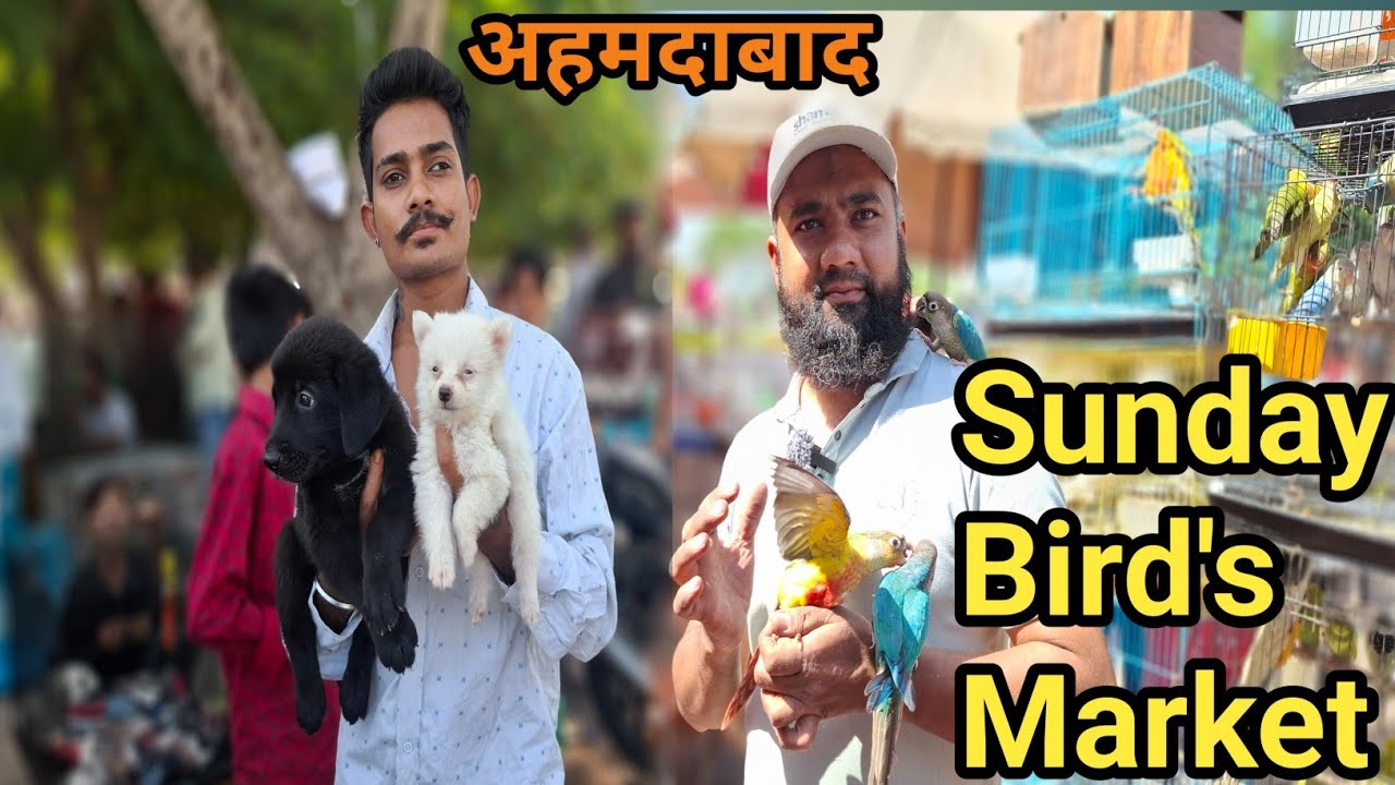 Ahmedabad bird's market/Sunday bird's market Ahemdabad/Ravivare  bird's market/gujri bird's market.
