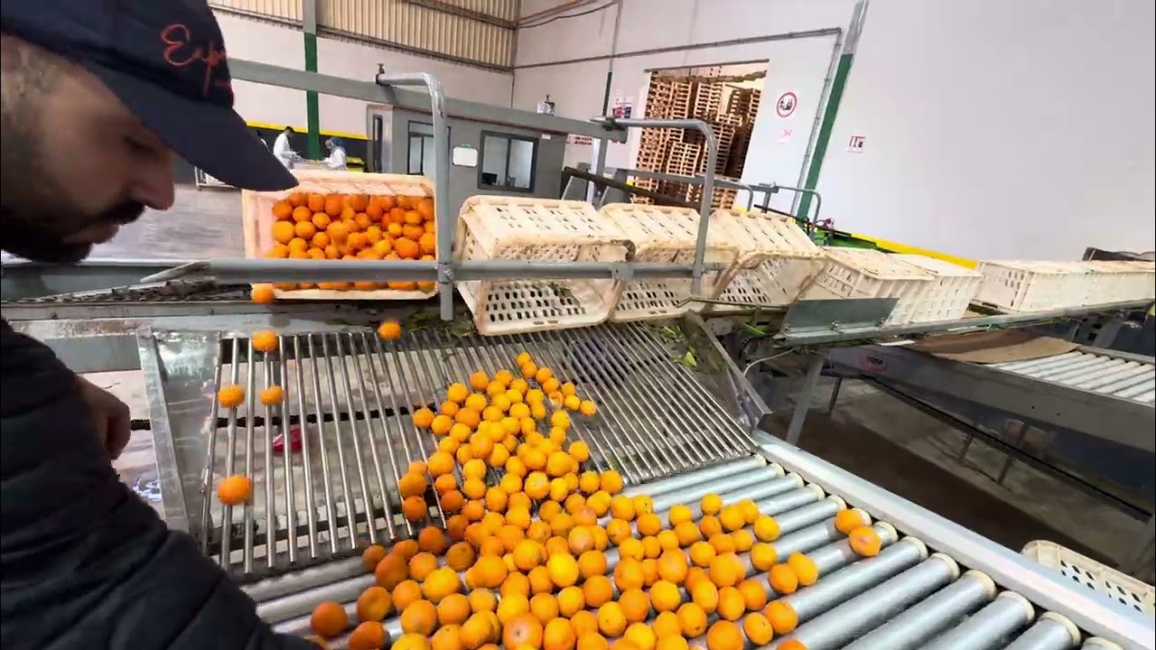 Your Clementine&rsquo;s Story