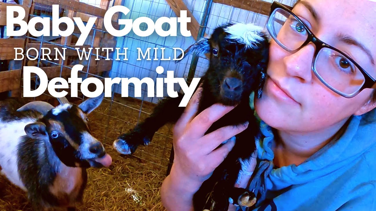 Perfect Birth of an Imperfect Baby Goat | Our First Herd Culls