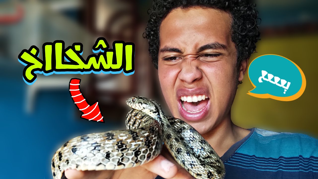 اهو جبت ثعبان جديد تاني ... ازاي تربي ثعبان الماء بسهولة
