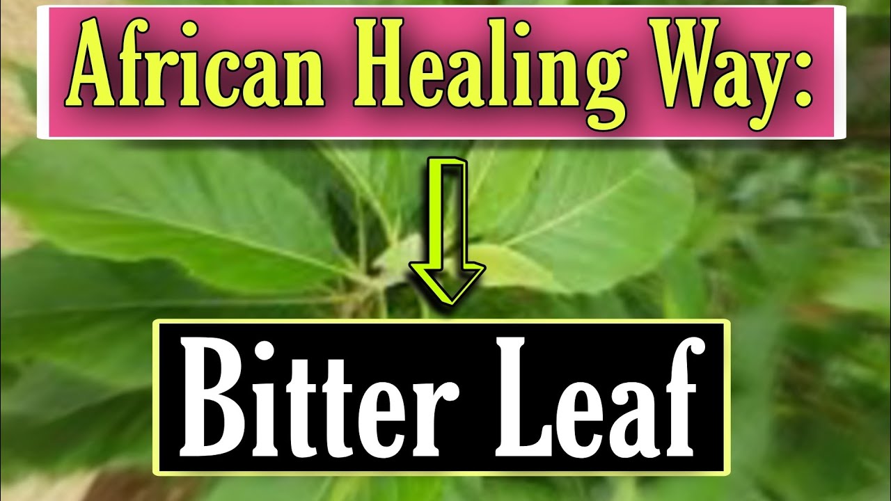 African Healing Way BITTER LEAF