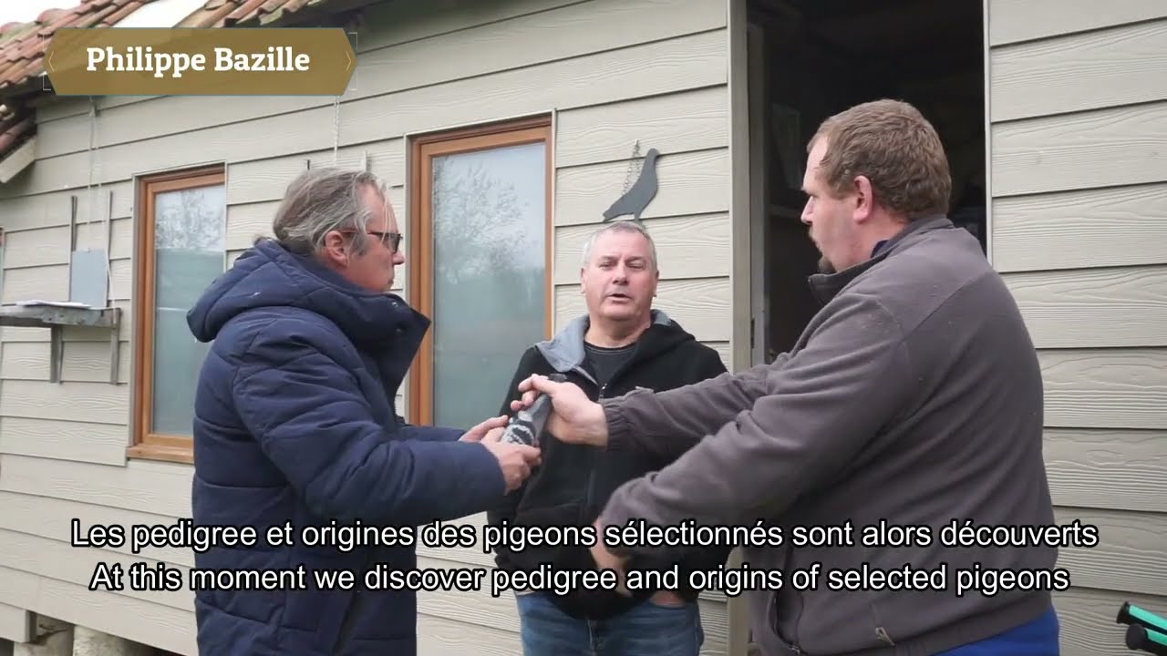 La sélection avant la mise en vente/ pigeon race selection (En subtiles)