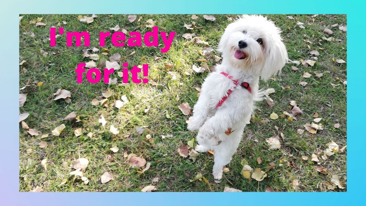 How to play with maltese dog?
