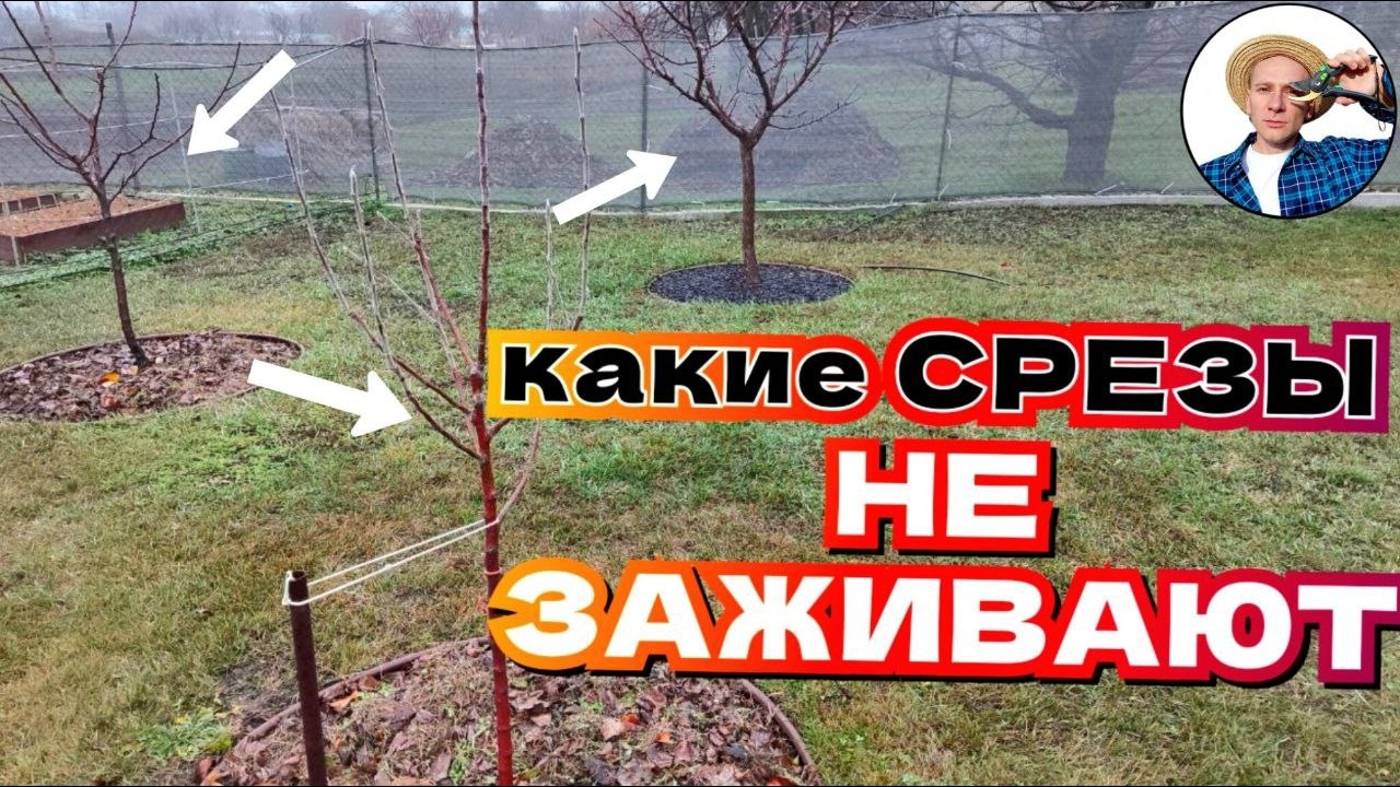 СРЕЗ НЕ ЗАЖИВЕТ, если сделать так! Главная ОШИБКА при обрезке веток