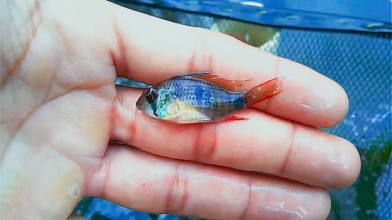 Falando sobre o Peixe Papilochromis