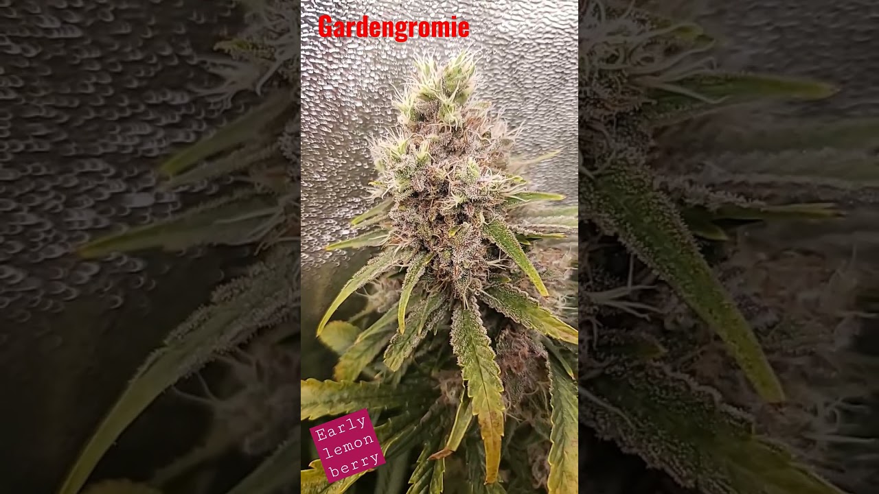 early lemon berry ethos genetics.  jacks 321. meijiu 240w led. vivosun 2x3 tent