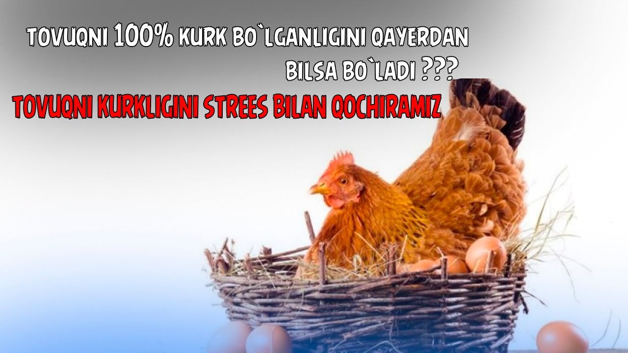 TOVUQNI 100 % KURK BO`LGANLIGINI QATTAN BILSA BO`LADI.