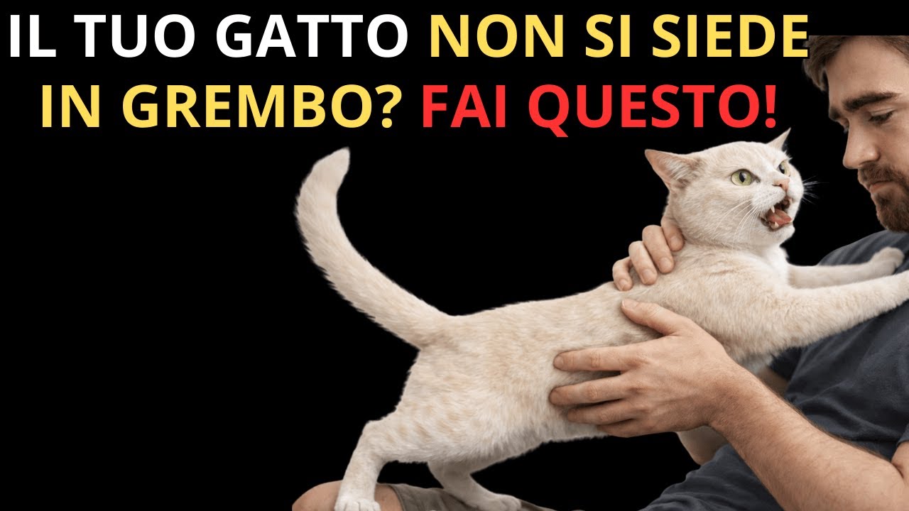 Fai questo e il tuo gatto ti implorerà di sedersi in grembo ogni volta