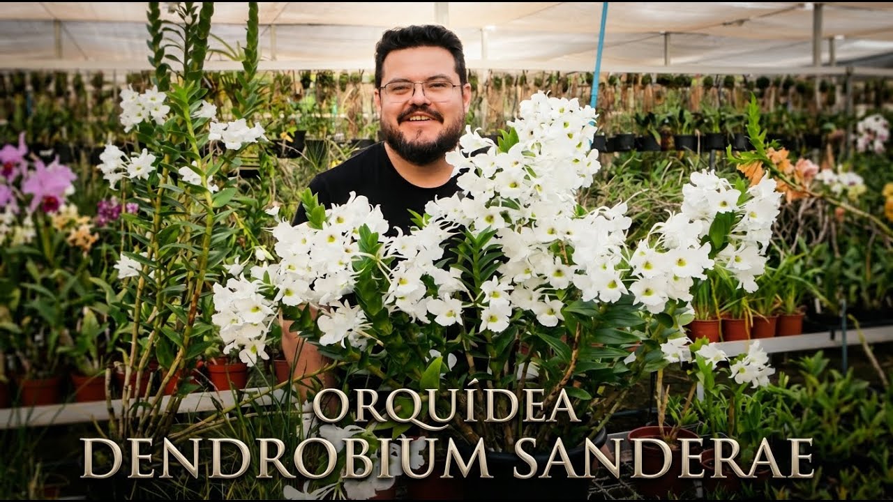 Dendrobium Sanderae: Segredos de Cultivo para uma Floração Incrível