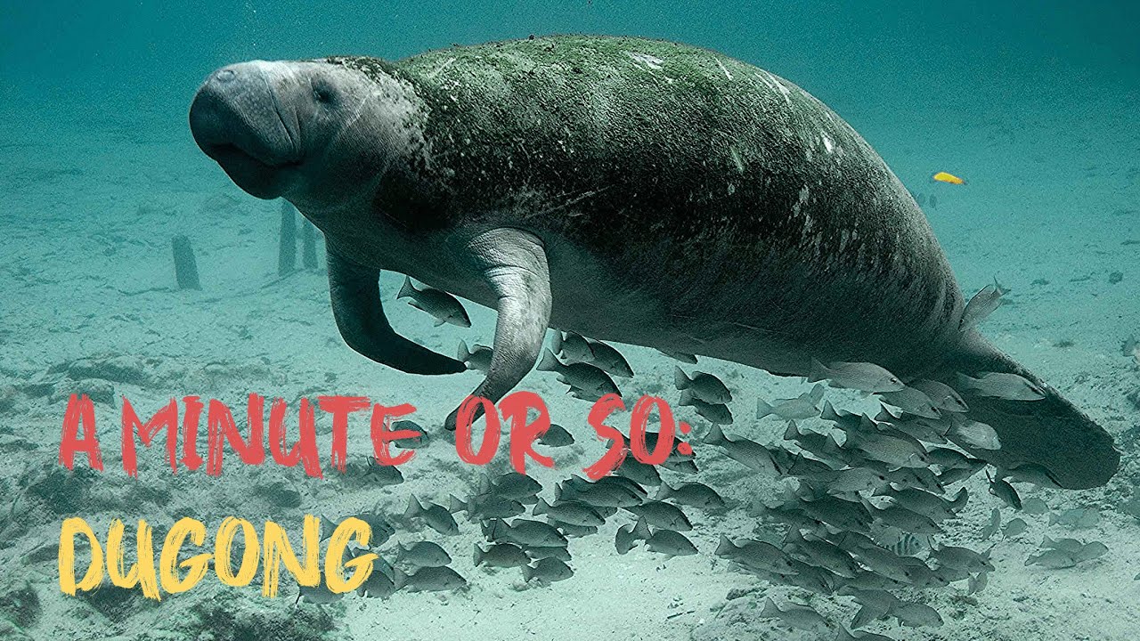 Discover the Rare and Mysterious Dugong Species