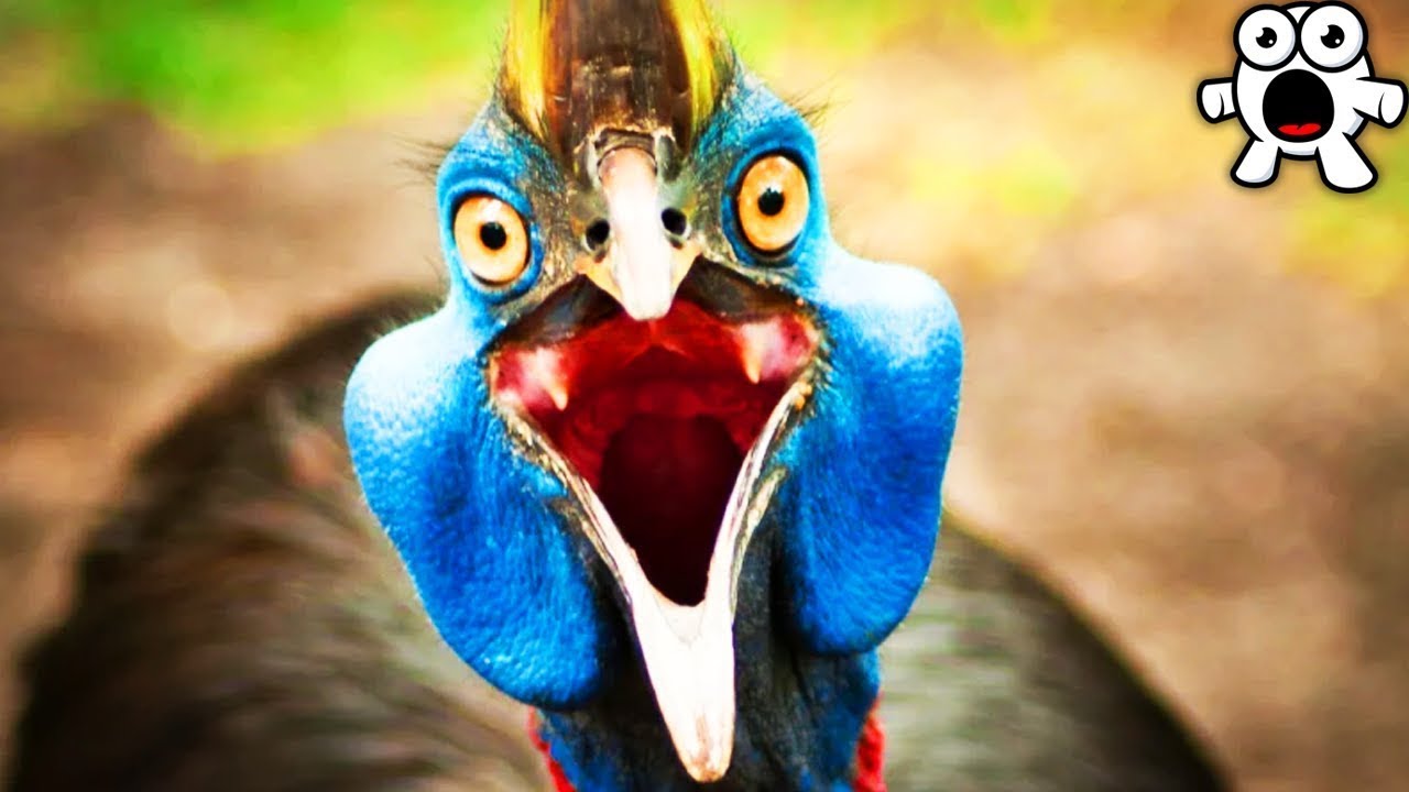 As Aves Mais Perigosas Da Terra