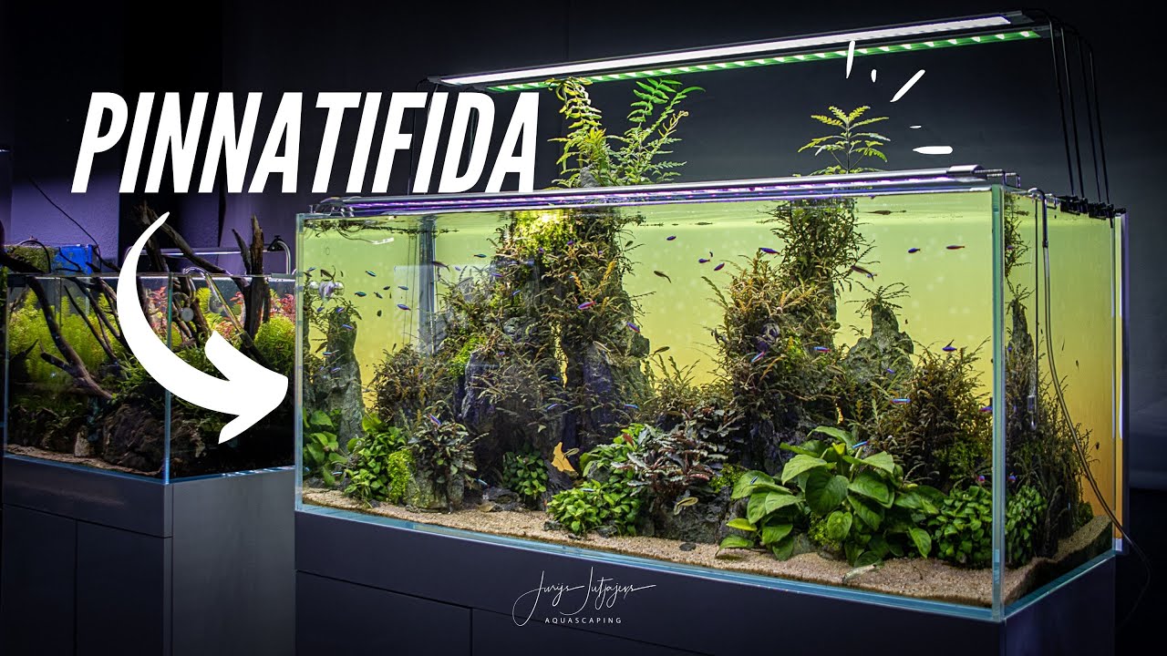 Hygrophila Pinnatifida on the rocks AQUASCAPE 1 year old!!