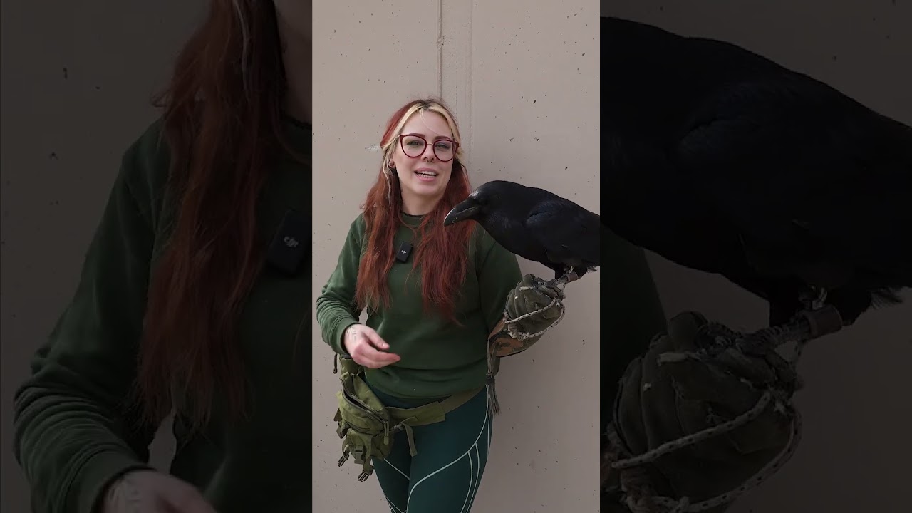 Holl&oacute;, avagy a Győri &Aacute;llatkert rocker &aacute;llata