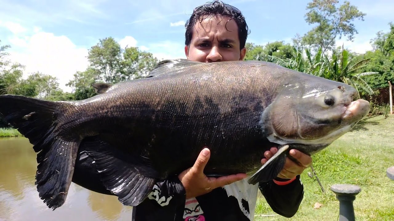 TAMBACU MONSTRO NA BOIA CEVADEIRA/ PESCARIA DE GIGANTES 🤯 Pesqueiro Piquiri - Barrinha/SP