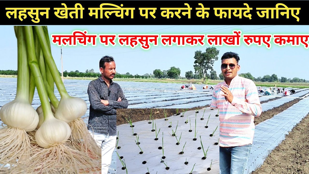 लहसुन खेती मल्चिंग पर होगी ज्यादा पैदावार Cultivation of garlic in mulching will increase the yield