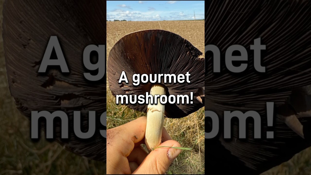 How to identify the Horse Mushroom (Agaricus arvensis), a delicious gourmet mushroom!