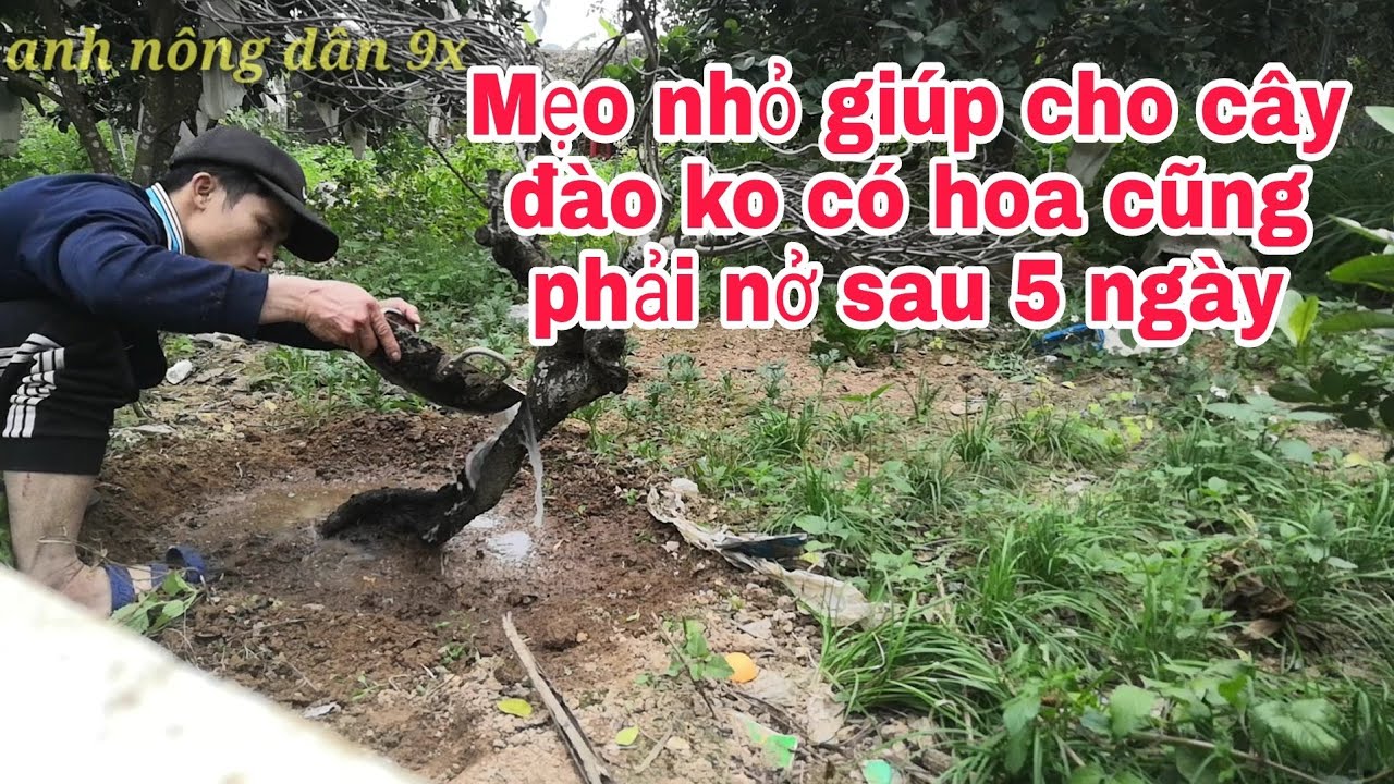Mẹo giúp cây đào nở hoa kịp thời cho tết nguyên đán!