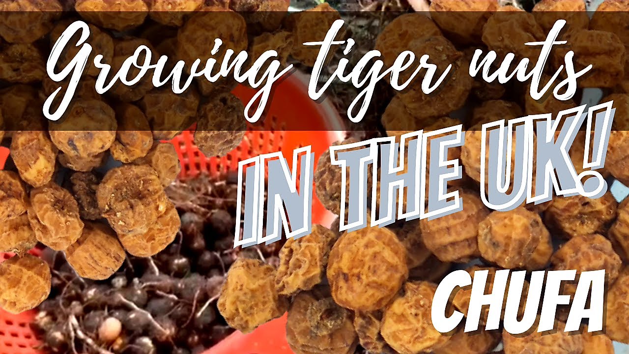 Grow your own TIGER NUTS - CHUFA in the UK! from start to finish