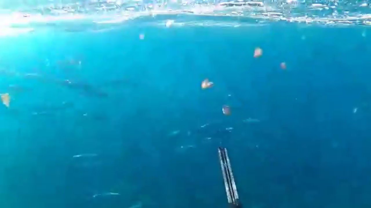 Ca&ccedil;a Sub  S&atilde;o Miguel - A&ccedil;ores