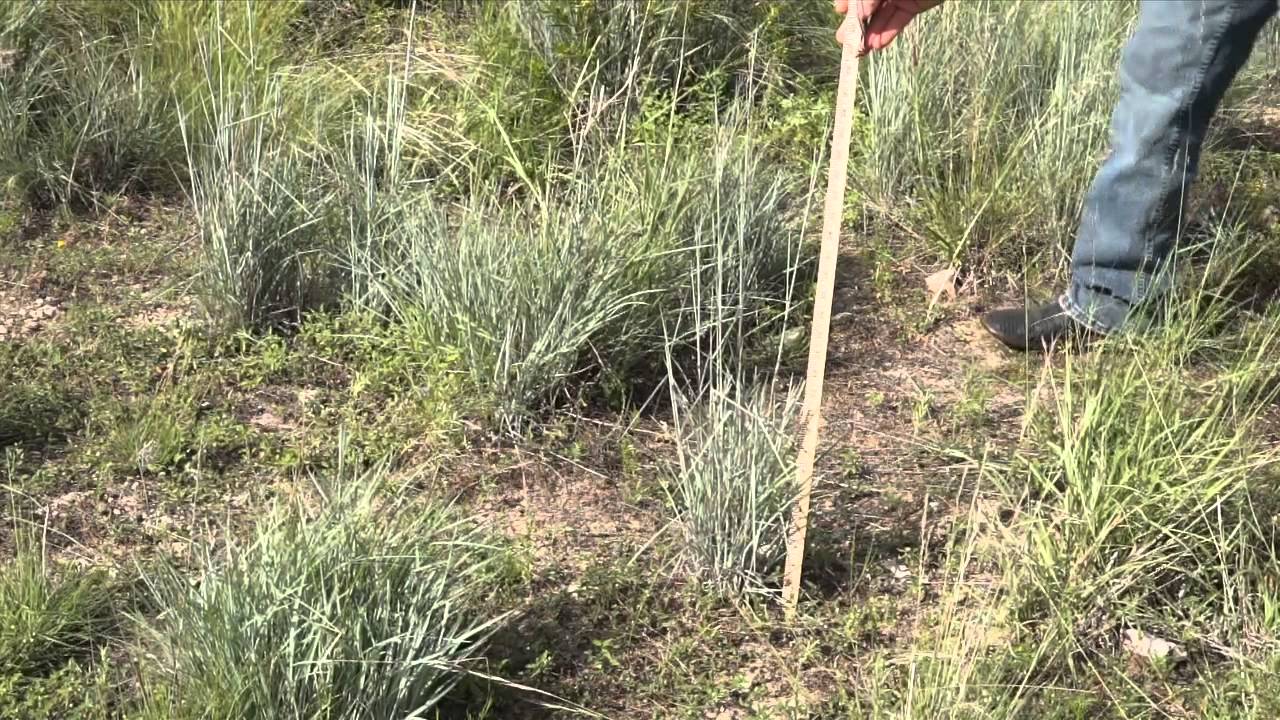 Proper Grazing of Quail Nesting Habitat
