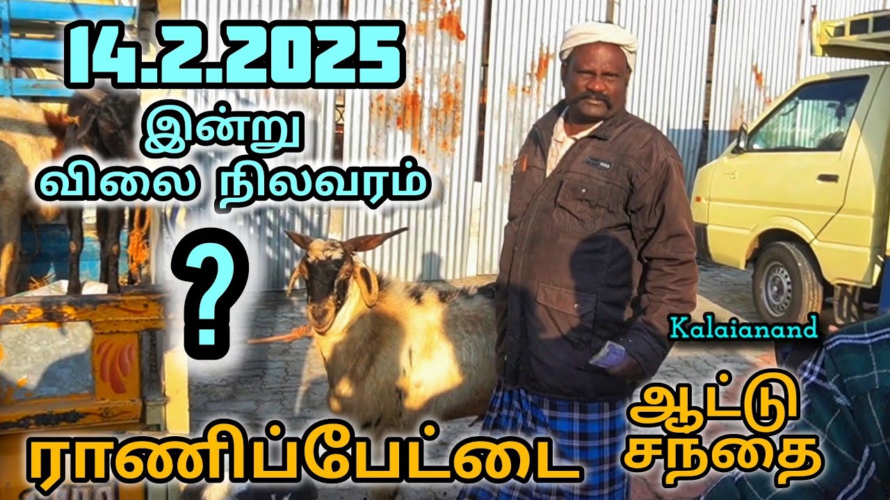ராணிப்பேட்டை ஆட்டு சந்தை விலை நிலவரம் தரமான ஆடு வாங்க சிறந்த இடம் 14.2.2025