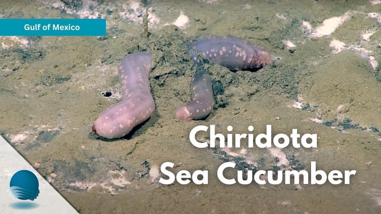 Gulf of Mexico: Chiridota Sea Cucumber