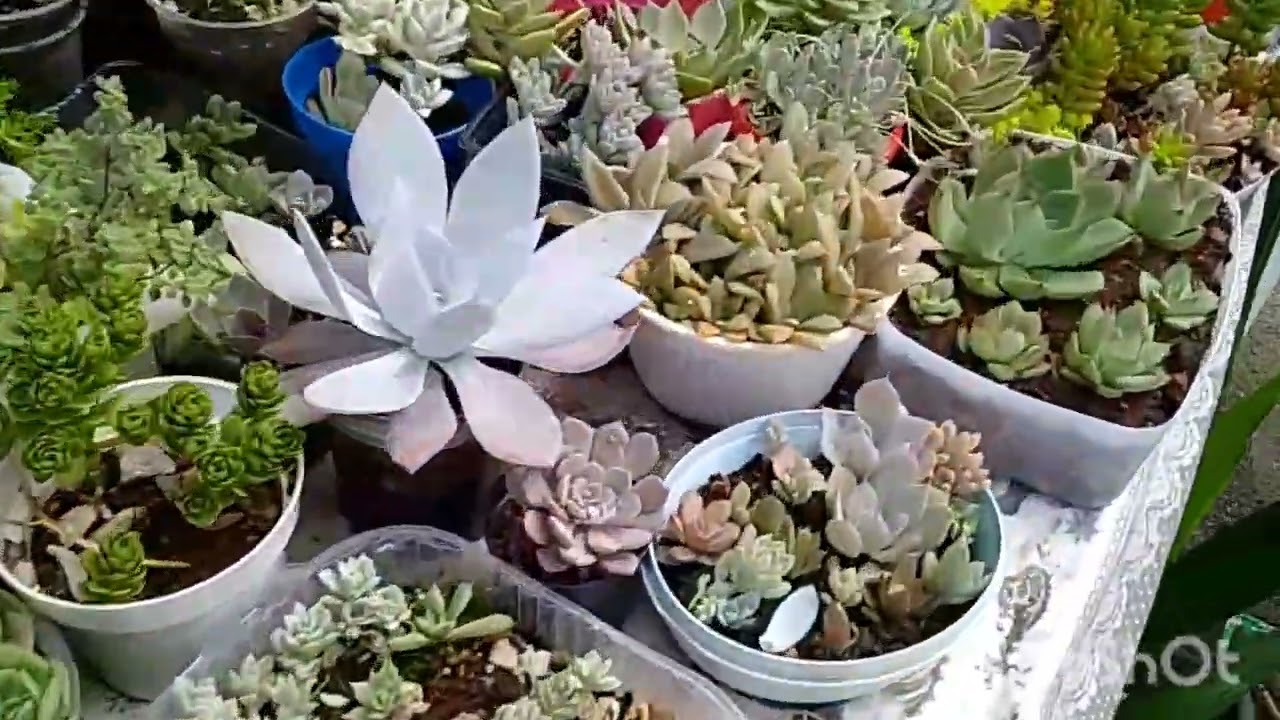 Dicas para fazer um berçário 🥰🌺#suculentas #plantas #berçário #jardim #plantas #jardinagem #viral 