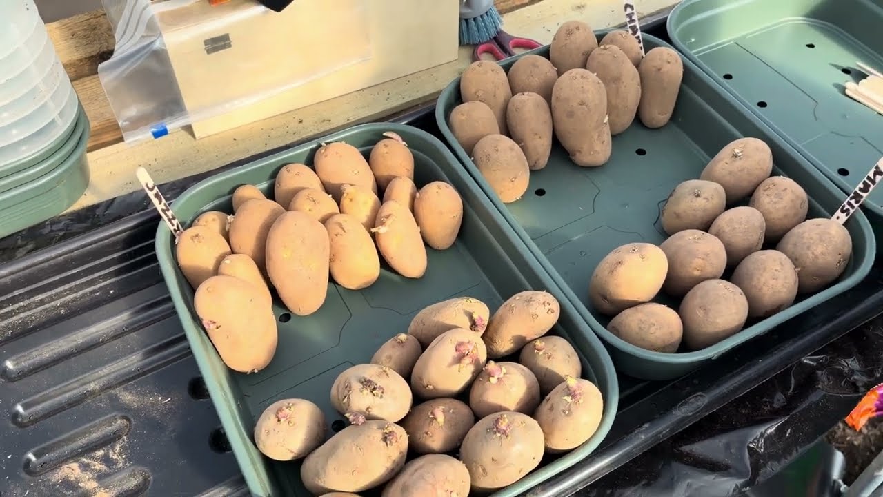 Chitting Potatoes in Warwickshire