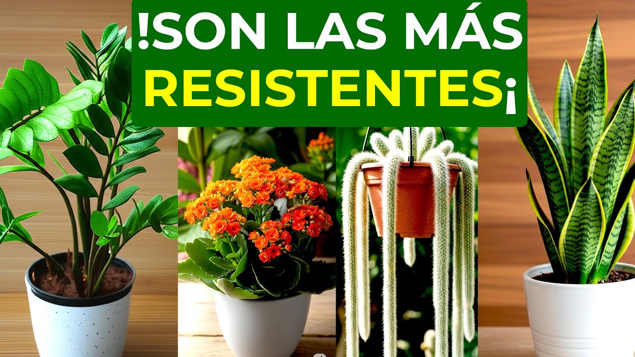 10 Plantas RESISTENTES de POCA AGUA y fáciles de cuidar | Perfectas para olvidadizos
