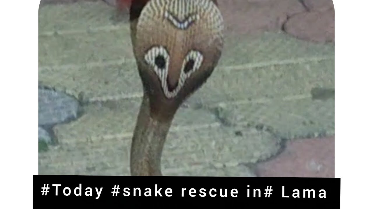 #Today #snake rescue in# Lama 1 total rescue 173