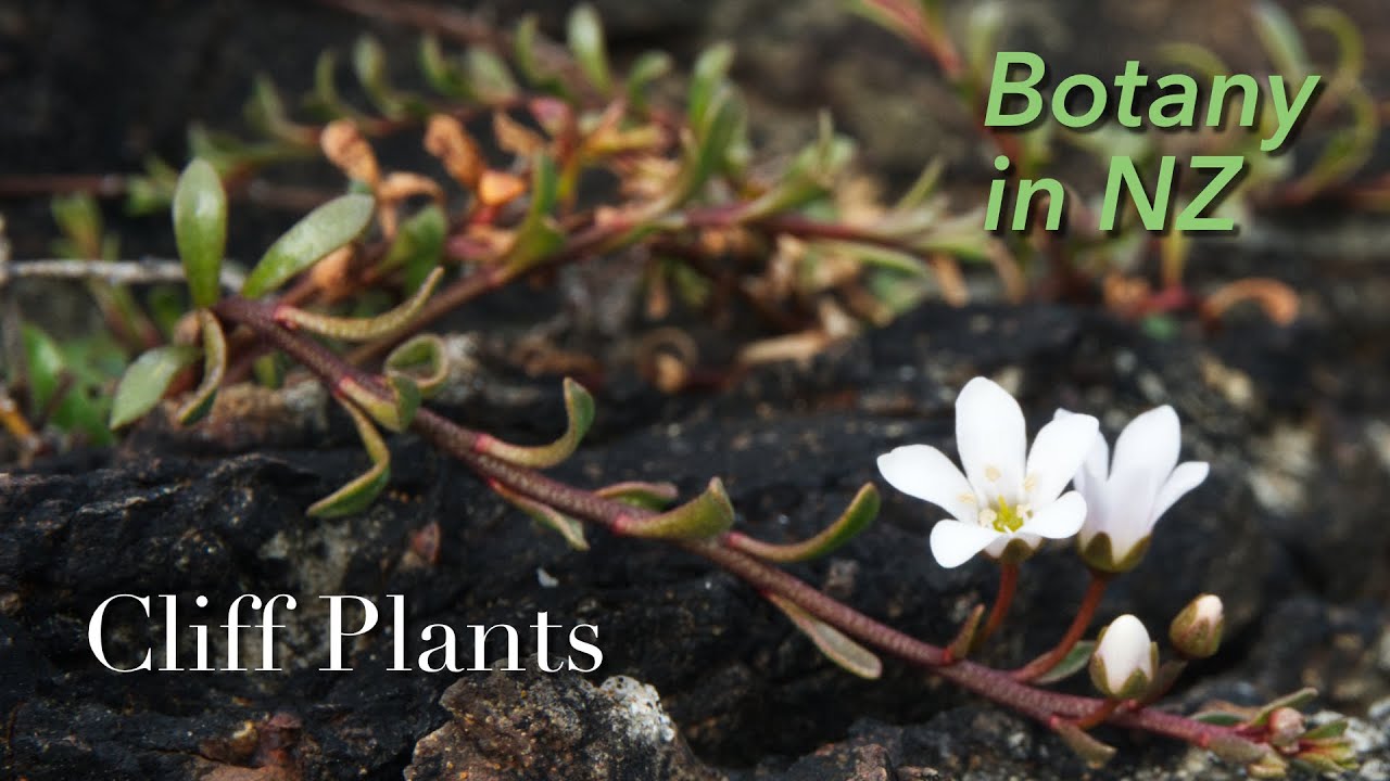 The Plants of Sandy Bay Coastal Cliffs, Northland, New Zealand
