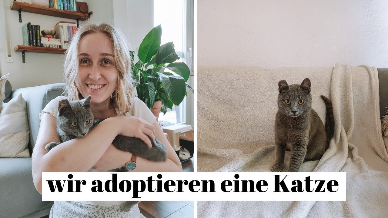 Wir adoptieren eine Katze// Kosten, erste Tage mit Katze