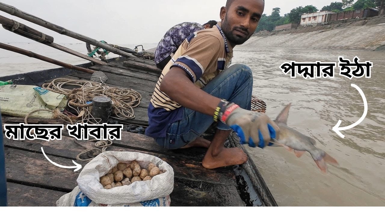 পদ্মার ইঠা ও চিংড়ি মাছ ধরা দেখুন । বাঁশের খিলের দুয়ার । Padma River Chai Fishing #viralvideo