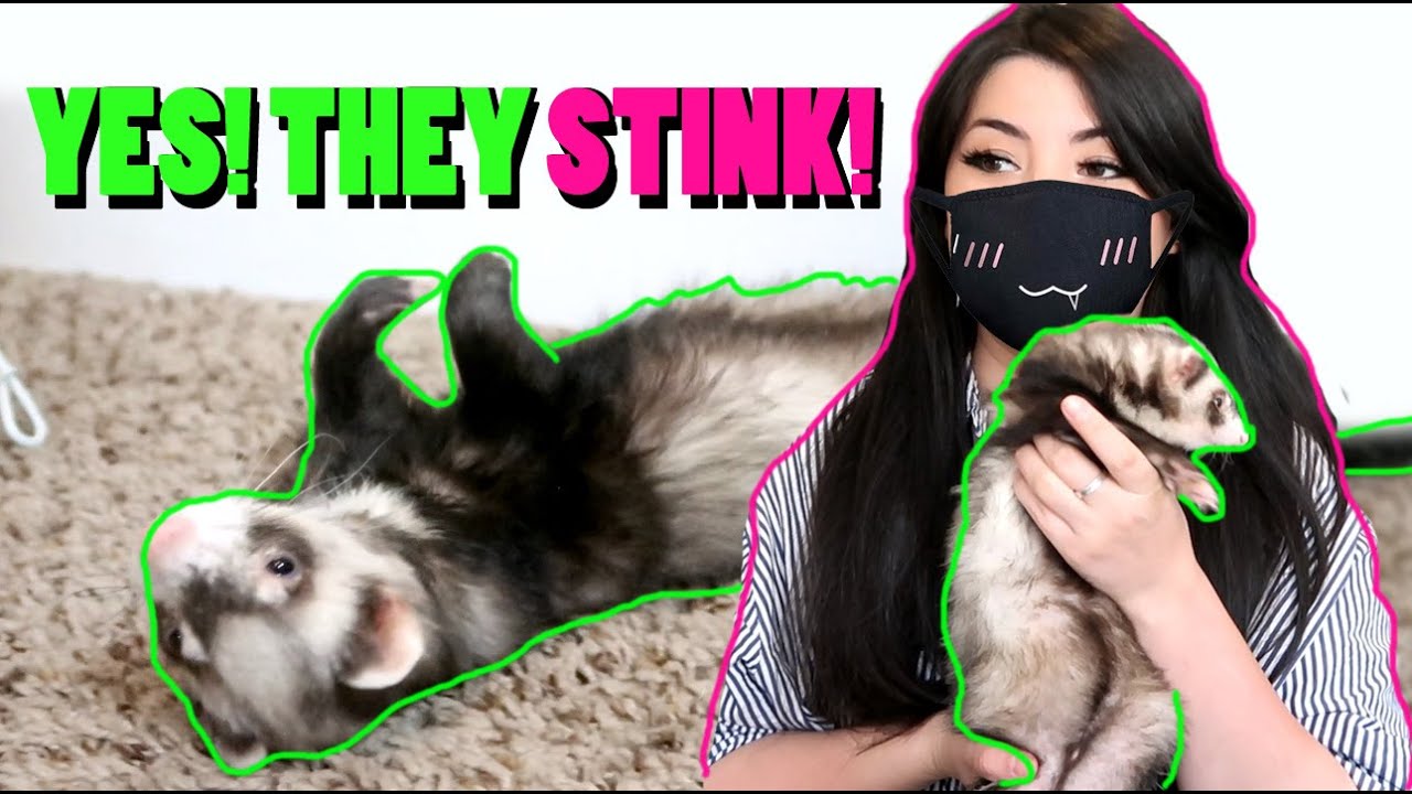 What It's REALLY Like To Keep Ferrets As Pets