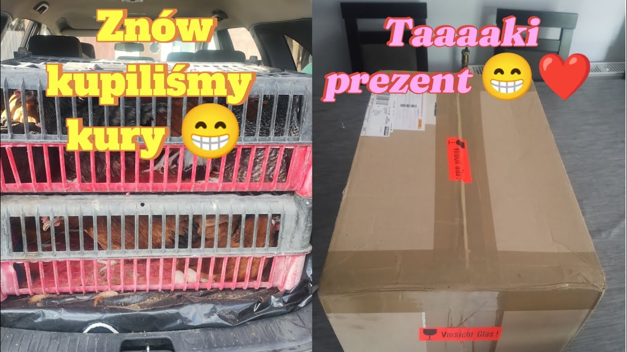 248. Dziękujemy za prezent 😁❤️ pytanie do Widz&oacute;w ❤️ nowe kury i już tyle jajek 🥚😁
