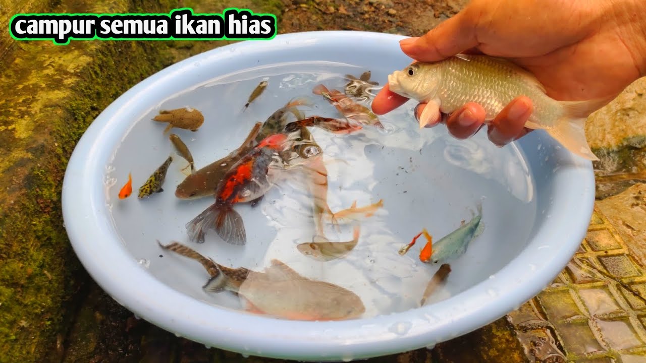 Campur koi piranha ikan koki dan lain lain