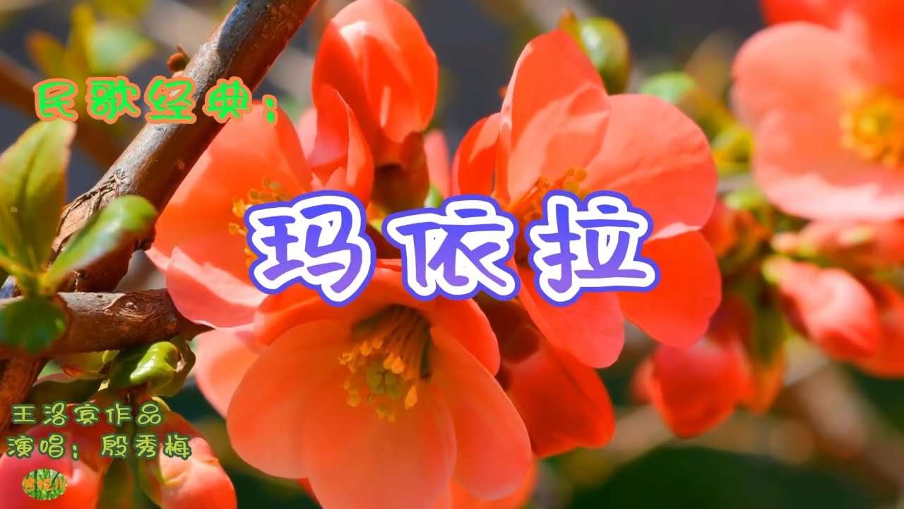玛依拉 - 新疆哈萨克民歌。王洛宾作品 。演唱：殷秀梅。Xinjiang Folk Songs