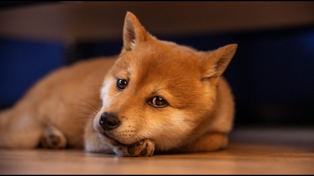 Shiba Inu Puppy Growing Up (9 Weeks - 1 Year)