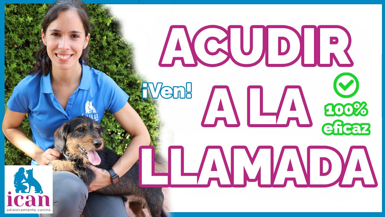 TRUCOS para ENSEÑAR a tu perro a VENIR cuando lo llamas (CLASE REAL)