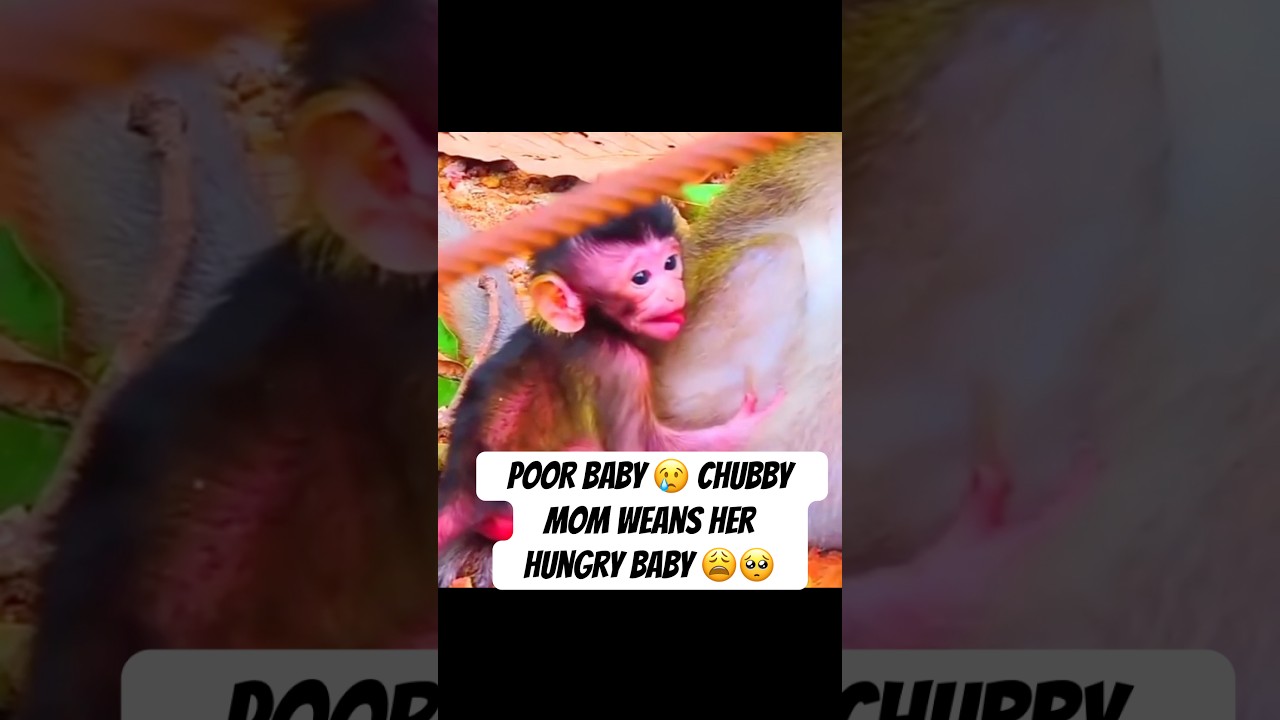 Chubby mom weans her hungry baby 🥺#monkey #babymonkey #monkeys #monkeybaby #monkeyvideo #cutemonkey