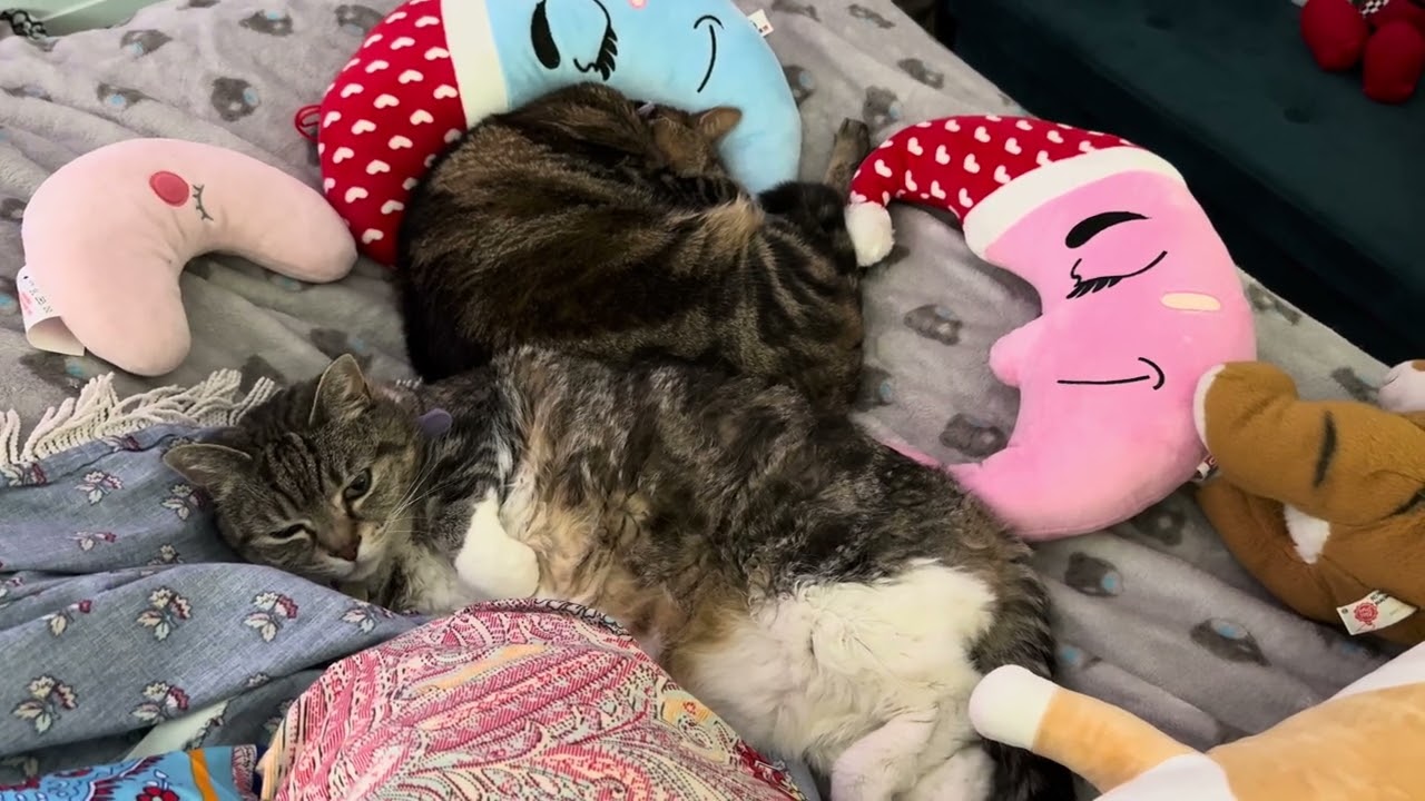 Coco & Chloe, a Compilation of videos 😺🐾