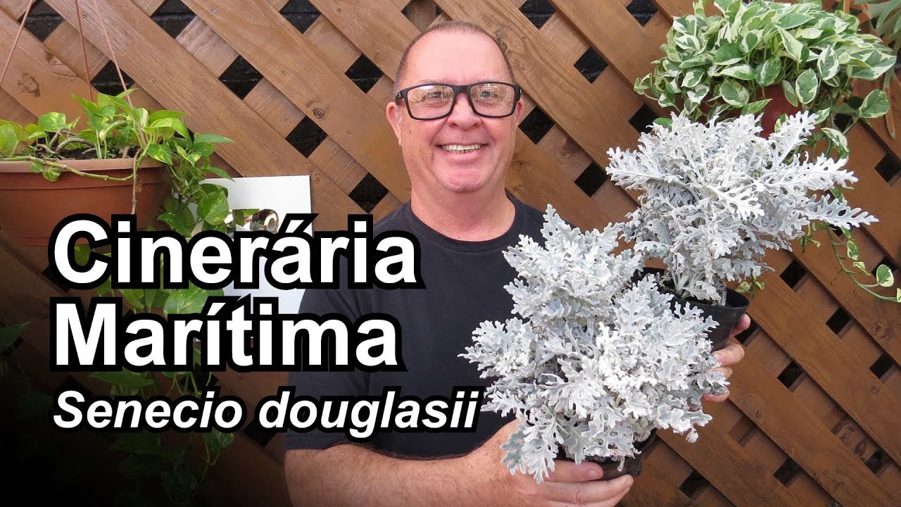 MARAVILHOSA folhagem - Cinerária Marítima!!
